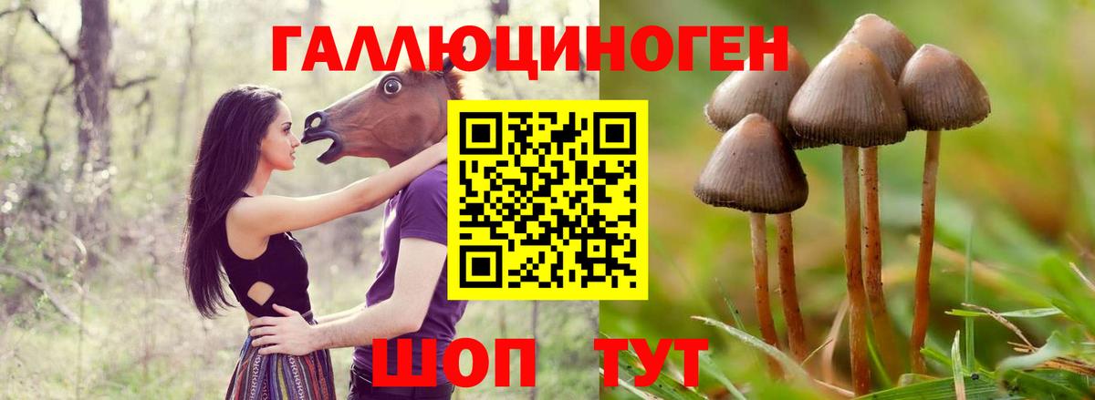 Галлюциногенные грибы Psilocybe Надым